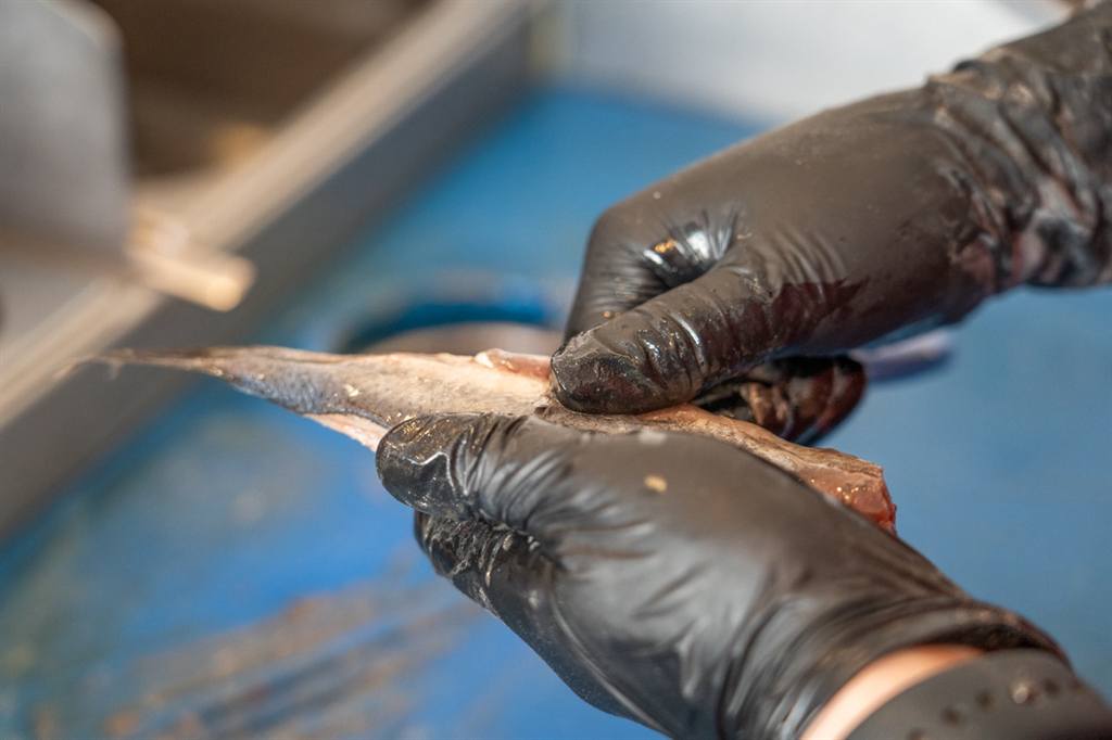 Haring wordt met de hand schoongemaakt