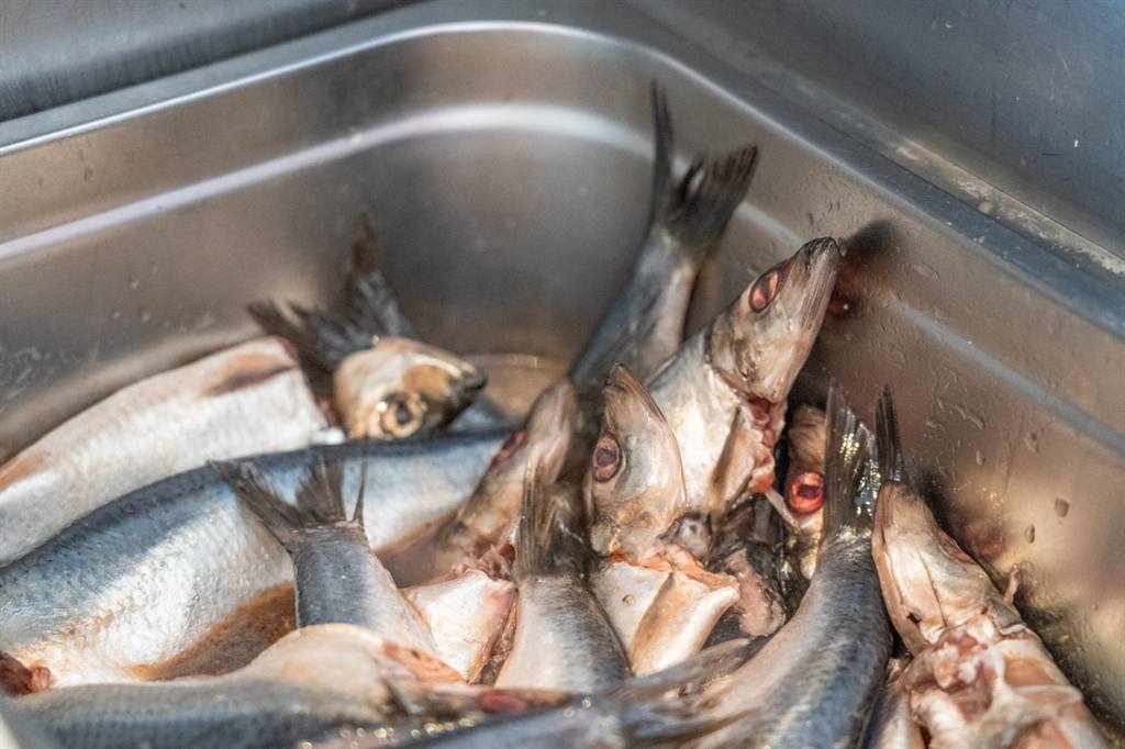 Verse haring in een rvs-bak, klaar om te verwerken